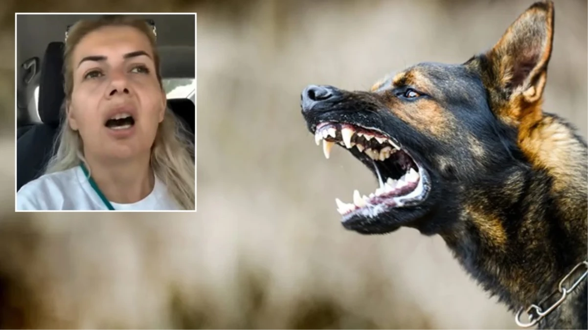 Ankara'nın uykularını kaçıran skandal! Ne kadar kuduz köpek varsa şehre salıp kaçtılar